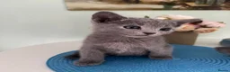 Russian Blue cats for sale: PURE PEDIGREE RUSSIAN BLUE KITTENS INSTAGRAM STARS - Advert 24