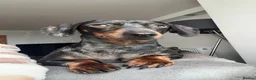 Miniature Dachshund dogs for sale: Miniature dachshund  - Advert 3