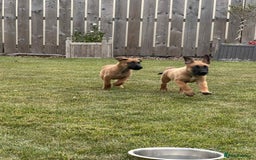 Belgian Shepherd Dog dogs for sale: KC registered Belgian Malinois Puppies - Image 10