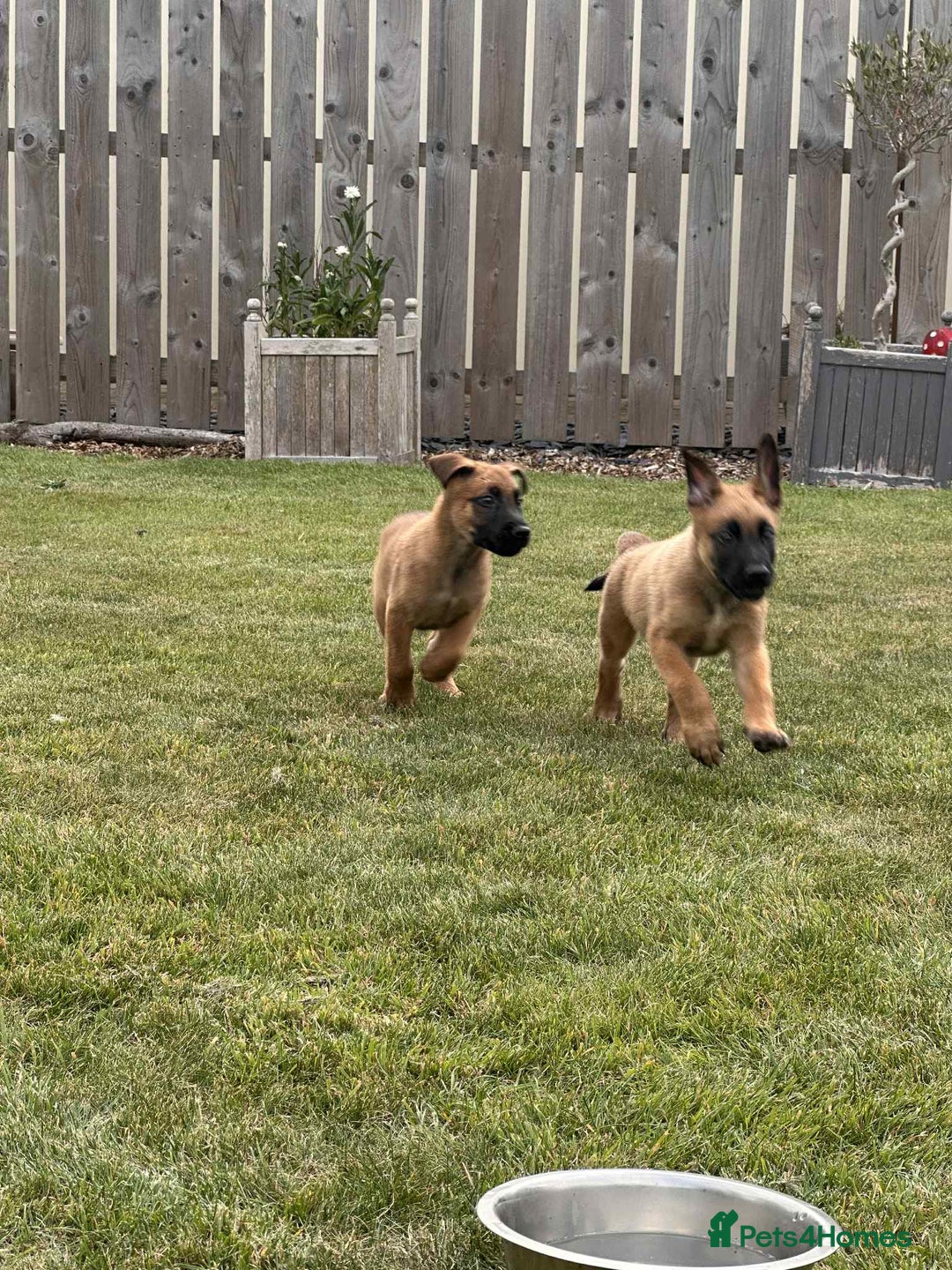 Belgian Shepherd Dog dogs for sale: KC registered Belgian Malinois Puppies - Image 10