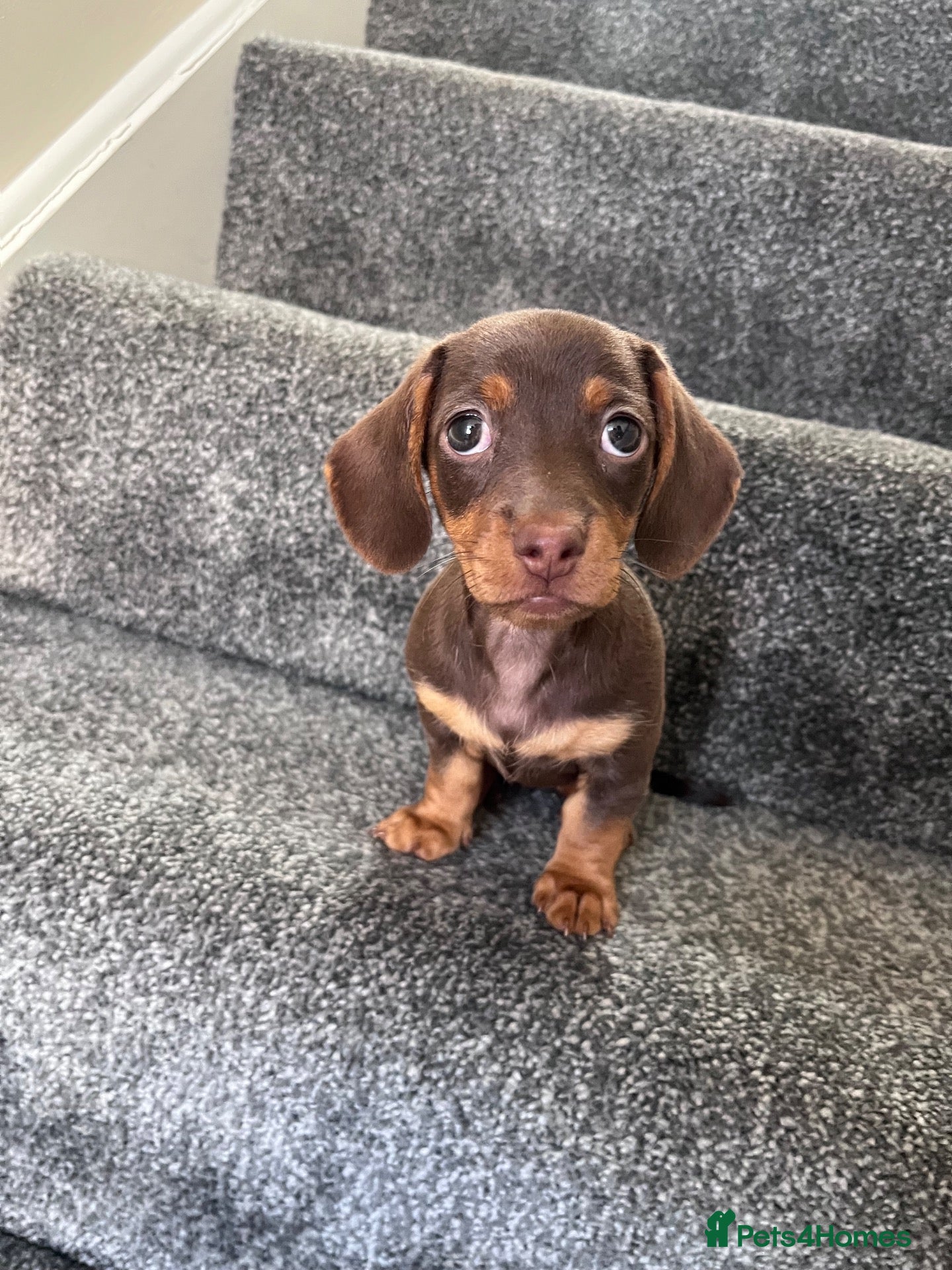 Miniature Dachshund dogs Mini dachshund girl 🎀 - Advert 2