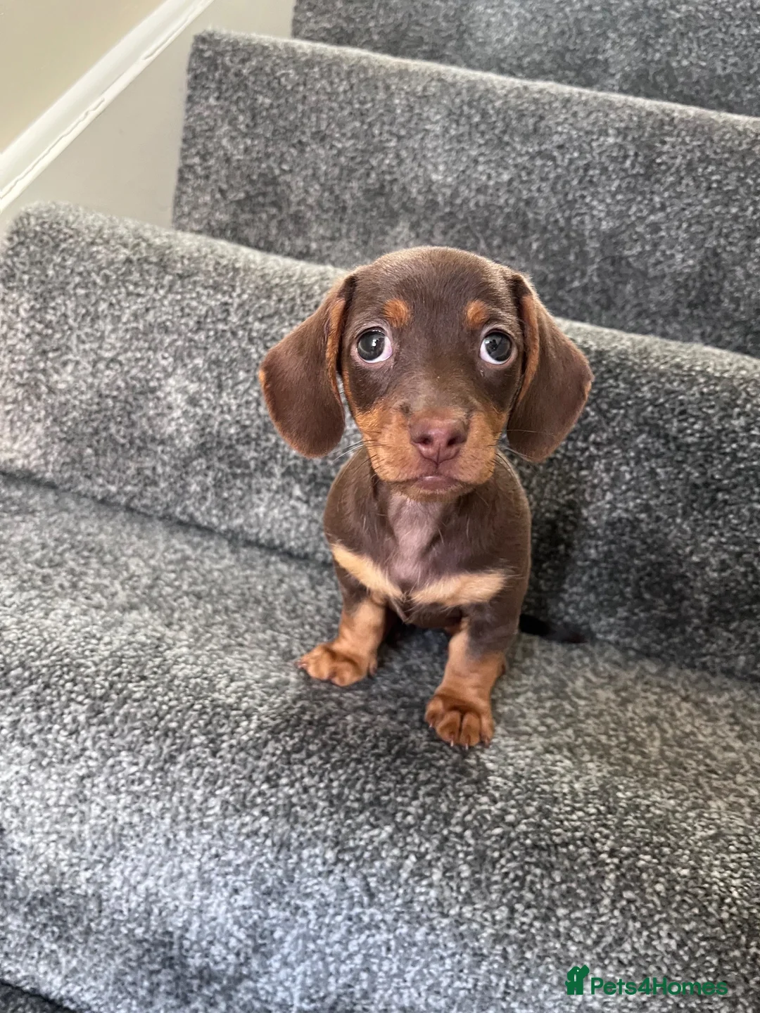 Miniature Dachshund dogs for sale: Mini dachshund girl 🎀 in Woodhall Spa - Advert 1