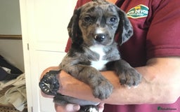 Cockerdor dogs for sale: Superb Quality Cockador Puppies, SHROPSHIRE  - Image 1