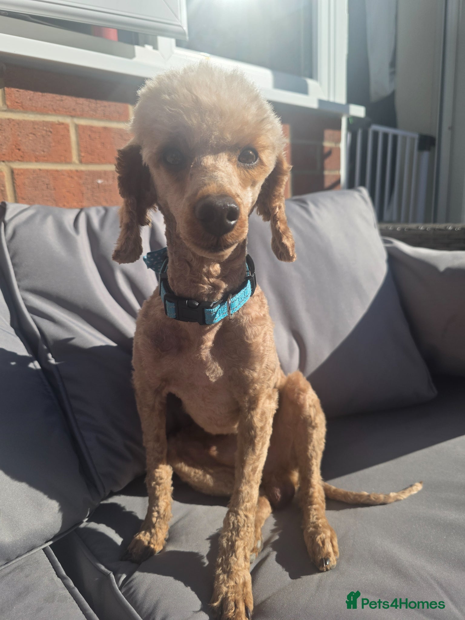 Toy Poodle dogs Male toy poodle 5yrs  - Advert 6