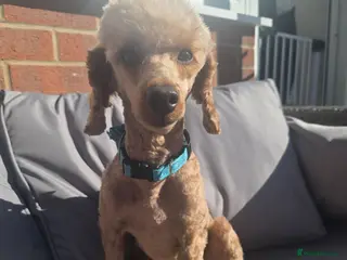 Toy Poodle dogs Male toy poodle 5yrs - Advert 2