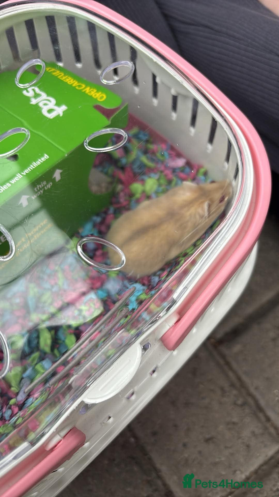 Hamster rodents Female Russian dwarf hamster for sale  - Advert 13