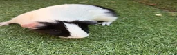 Guinea Pig rodents for sale: 2 beautiful black and white brother and sister  in Chigwell - Advert 5