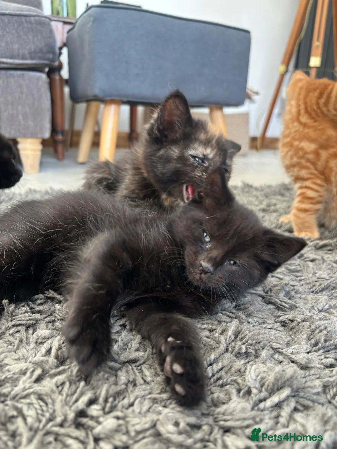 Domestic Shorthair cats for sale: Litter of kittens - Advert 3