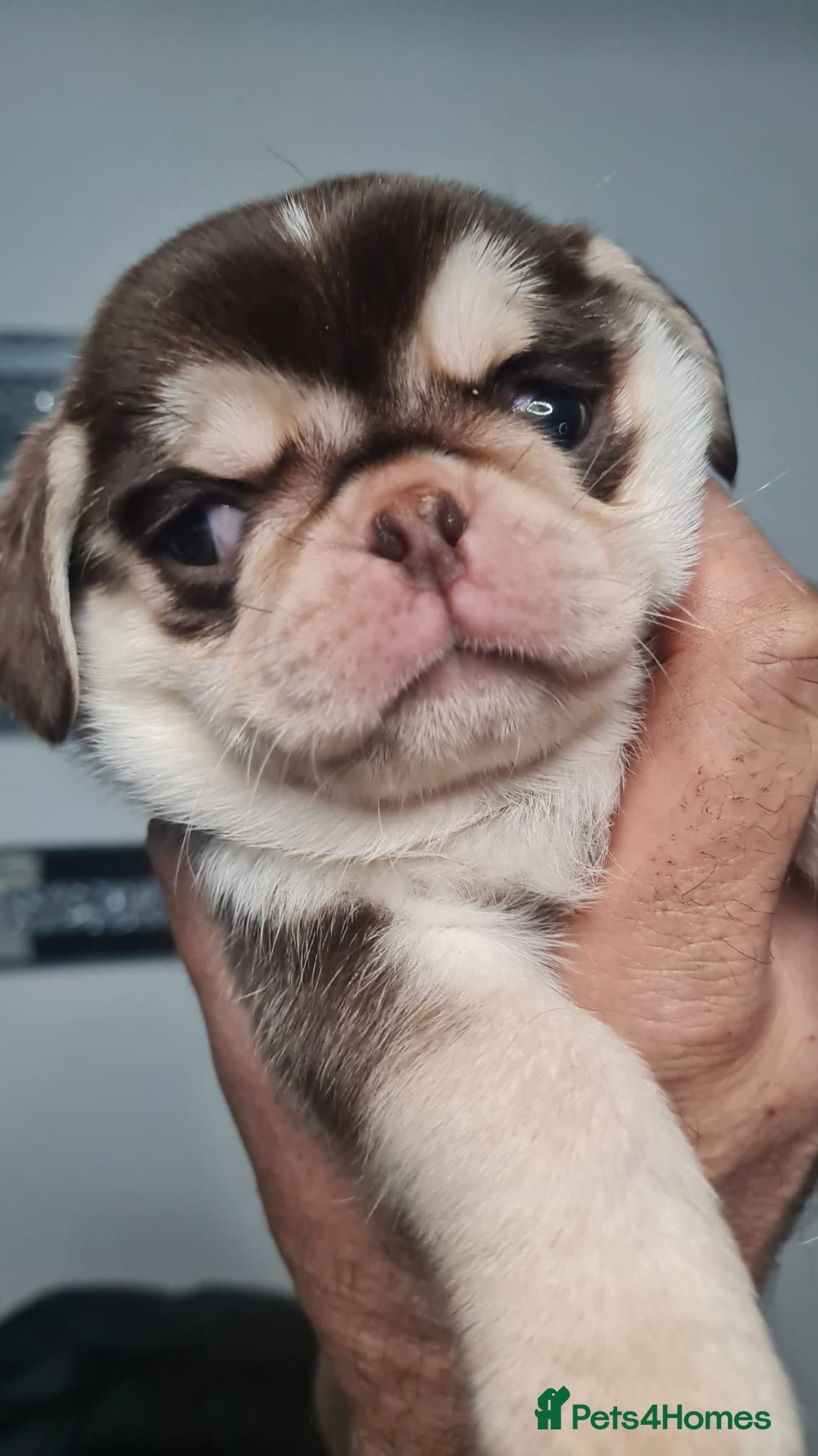 Pug dogs for sale: Pug 1 boy kc  - Advert 33