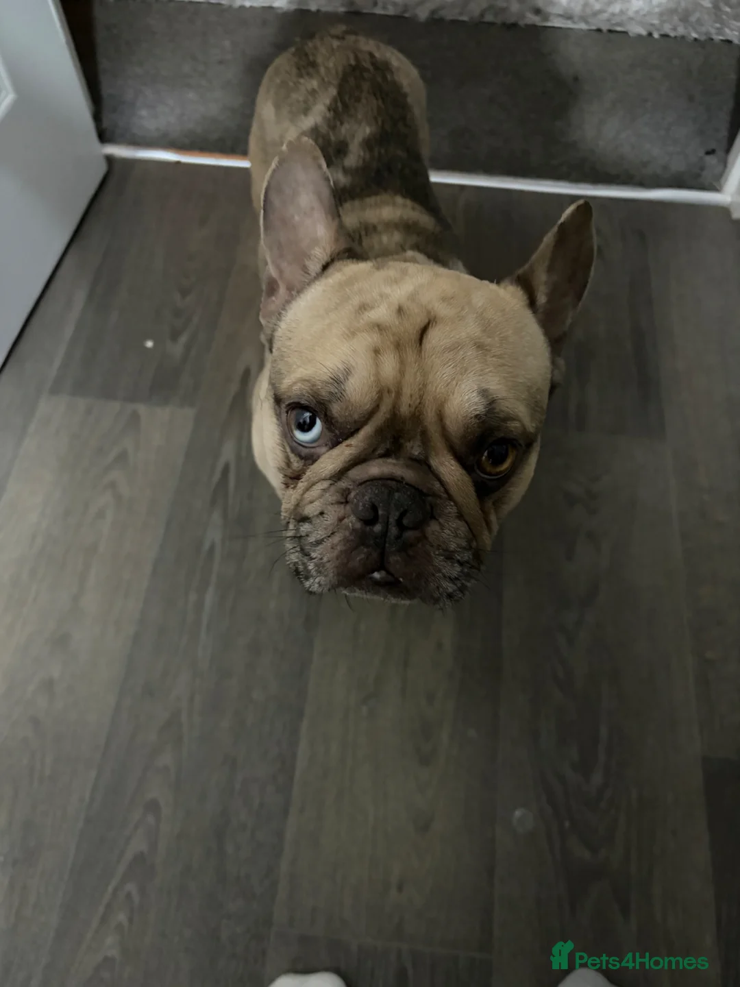 French Bulldog dogs for sale: Beautiful Bleu - Advert 2