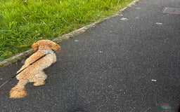 Poochon dogs for sale: Lovable cuddly toy poodle  - Image 3