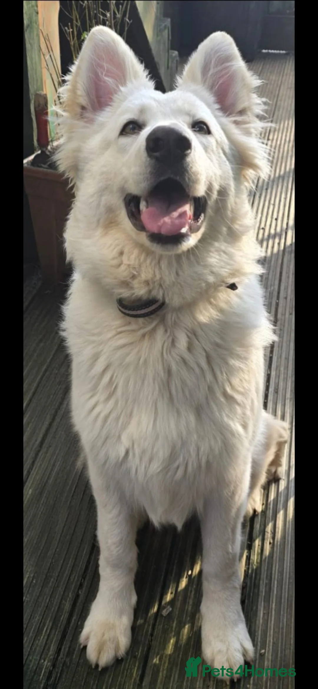 German Shepherd dogs for sale: Beautiful White long haired female shepherd  - Advert 1