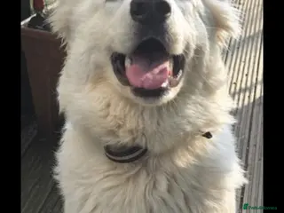 German Shepherd dogs Beautiful White long haired female shepherd - Advert 1