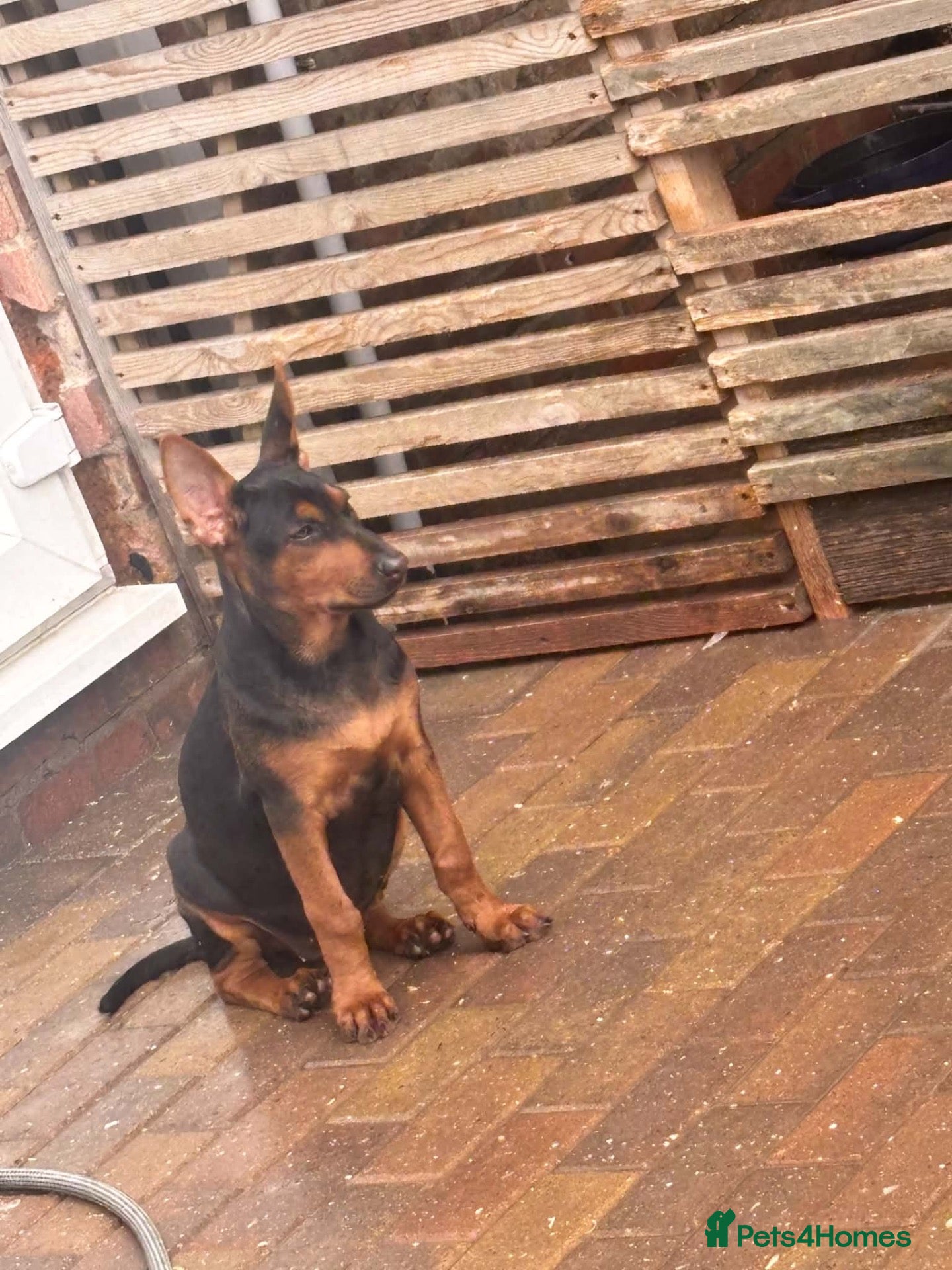 Chinese Red Dog dogs CHINESE RED DOG ** - Advert 2