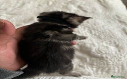 Maine Coon cats for sale: Adorable Kittens  - Image 23