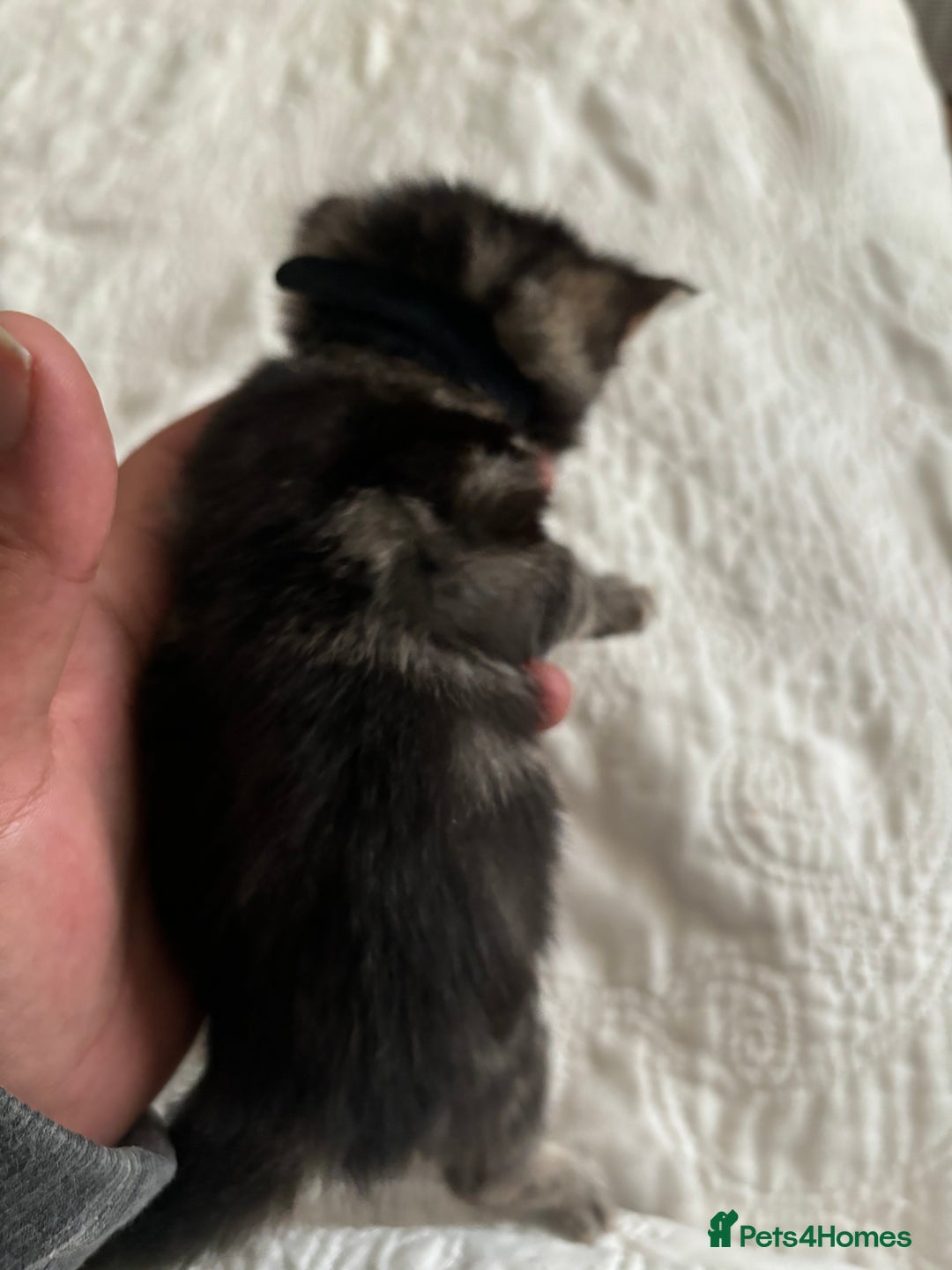 Maine Coon cats for sale: Adorable Kittens  - Image 23