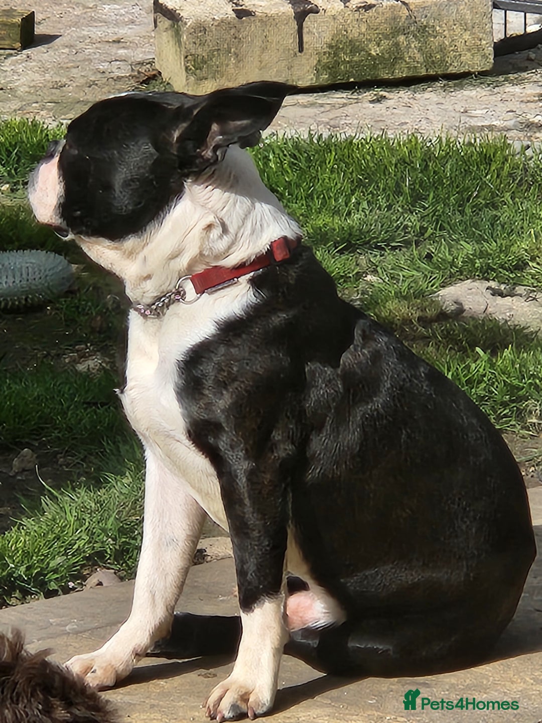 Boston Terrier dogs for stud: Stunning Proven KC Boston Terrier stud dog in Leeds - Image 10