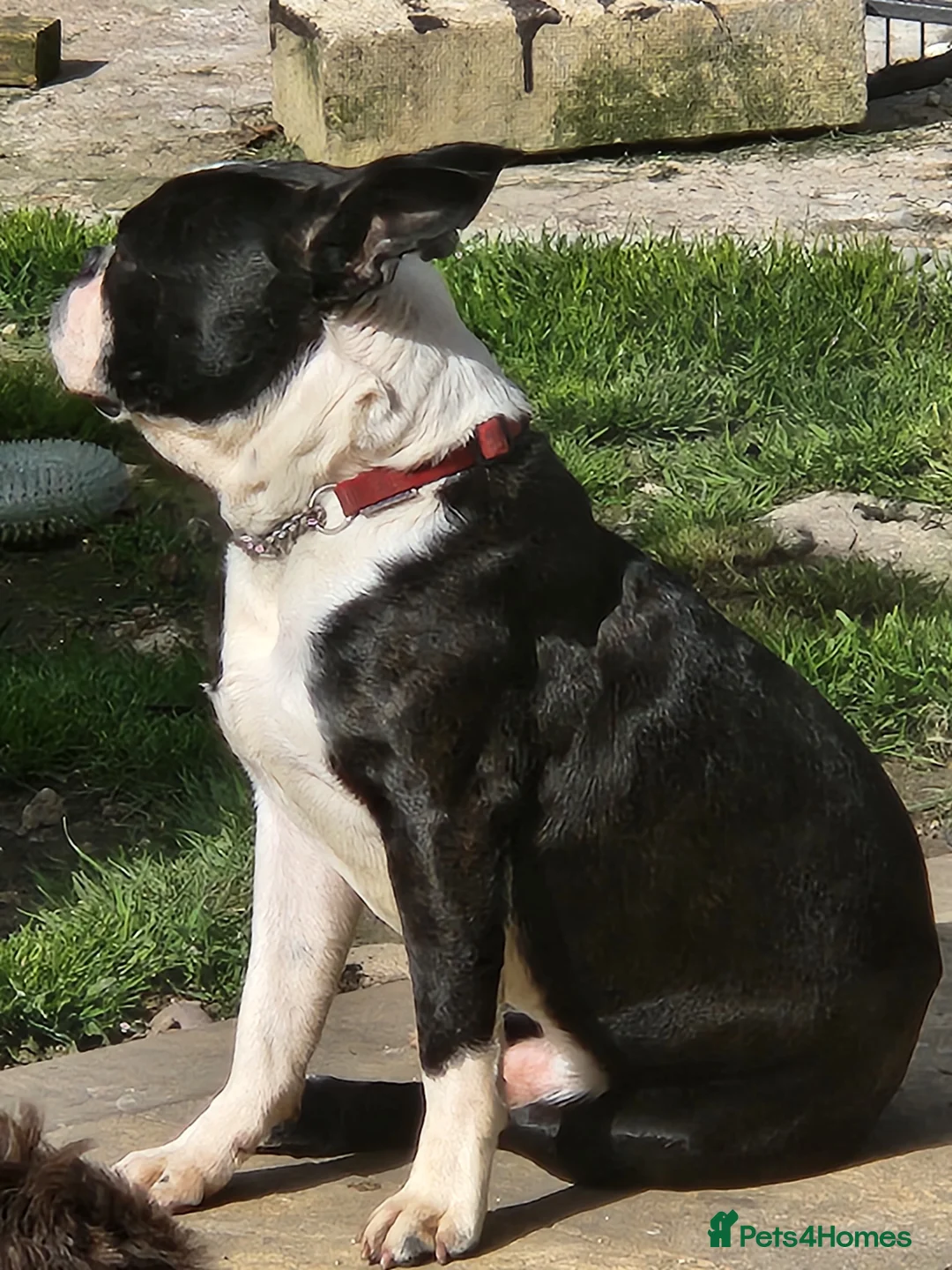 Boston Terrier dogs for stud: Stunning Proven KC Boston Terrier stud dog in Leeds - Advert 10