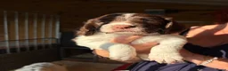 English Springer Spaniel dogs for sale: KC Springer Spaniel Pups - Advert 1