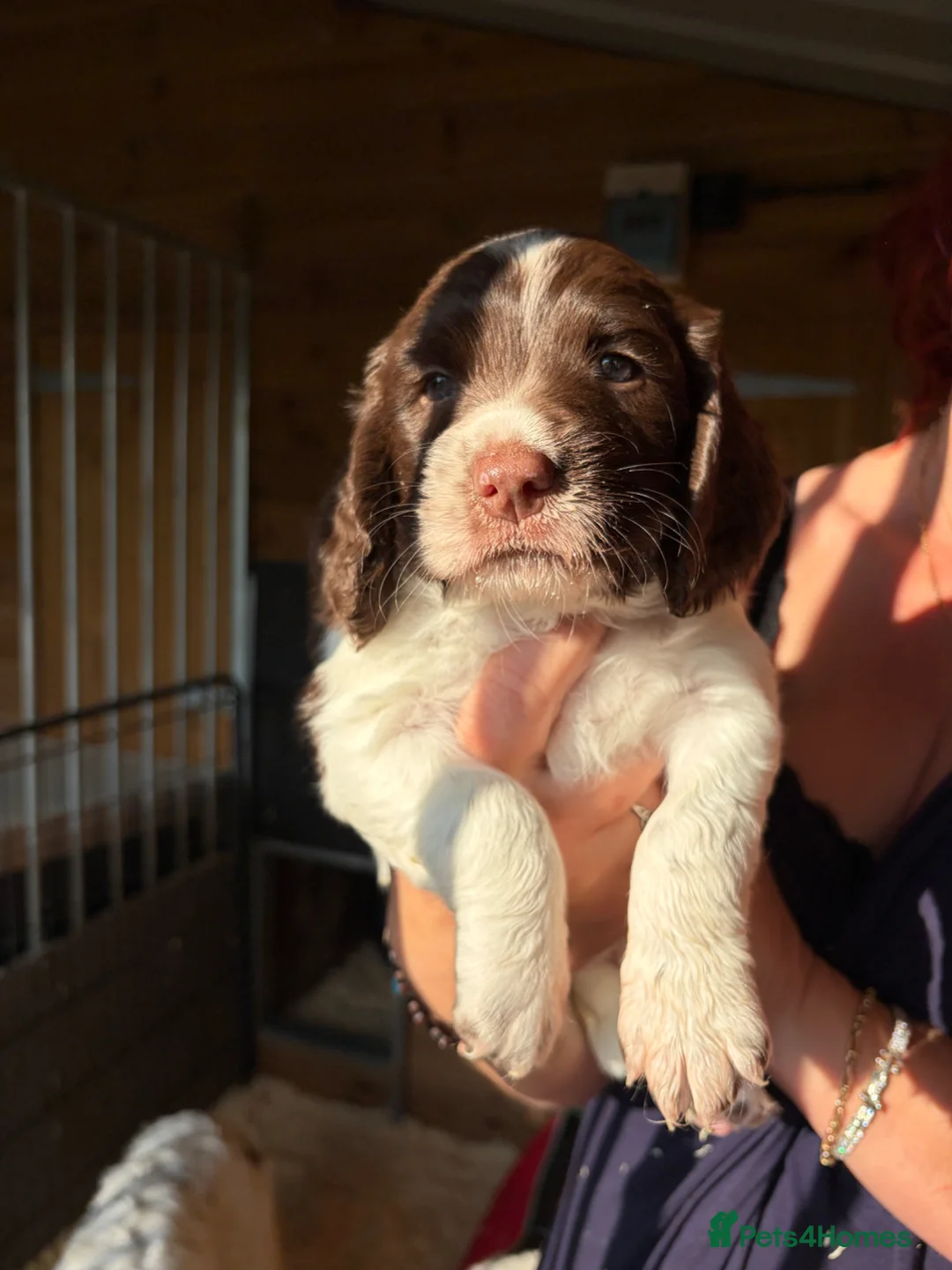 English Springer Spaniel dogs for sale: KC Springer Spaniel Pups - Advert 1