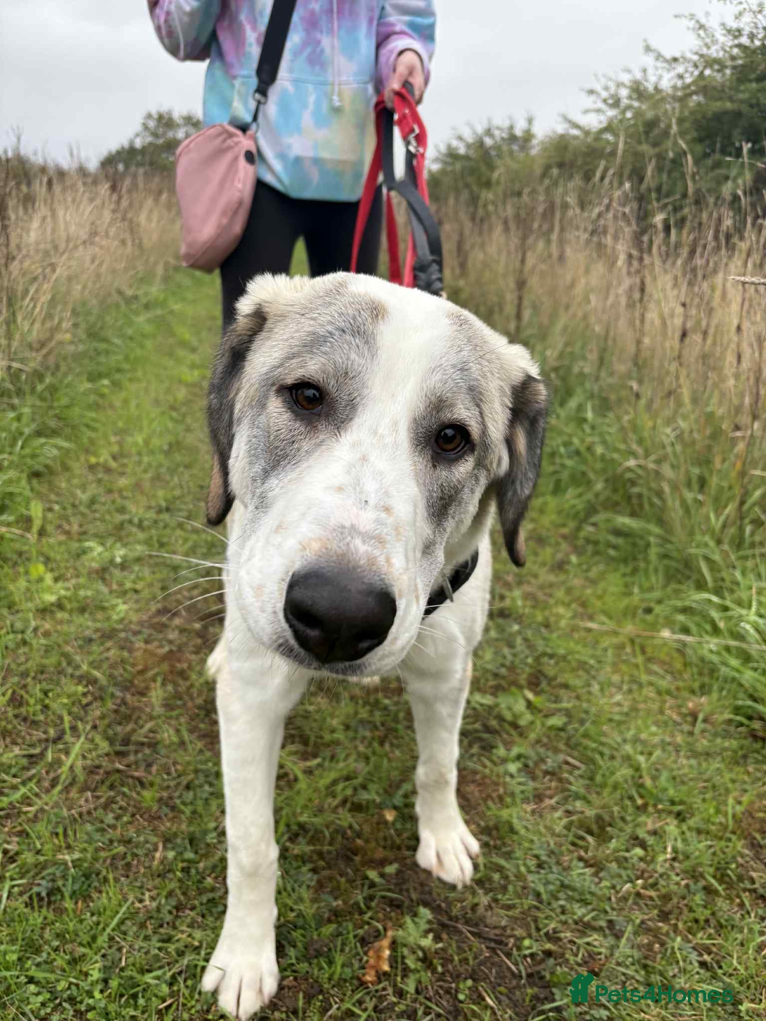 Mixed Breed dogs WIGGLE - Advert 18