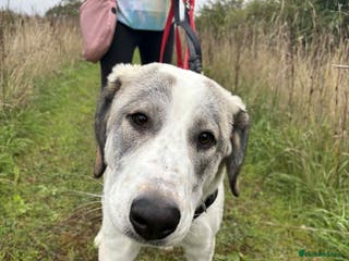 Mixed Breed dogs WIGGLE - Advert 18