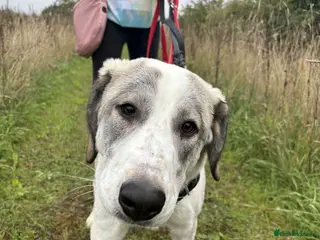 Mixed Breed dogs WIGGLE - Advert 2