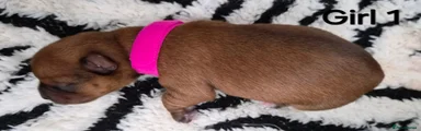 Puppy 2