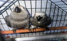 Parrots birds for sale: Super Sweet friendly African Grey Tamed-handfed - Image 1