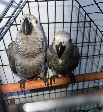Parrots birds - Advert 2