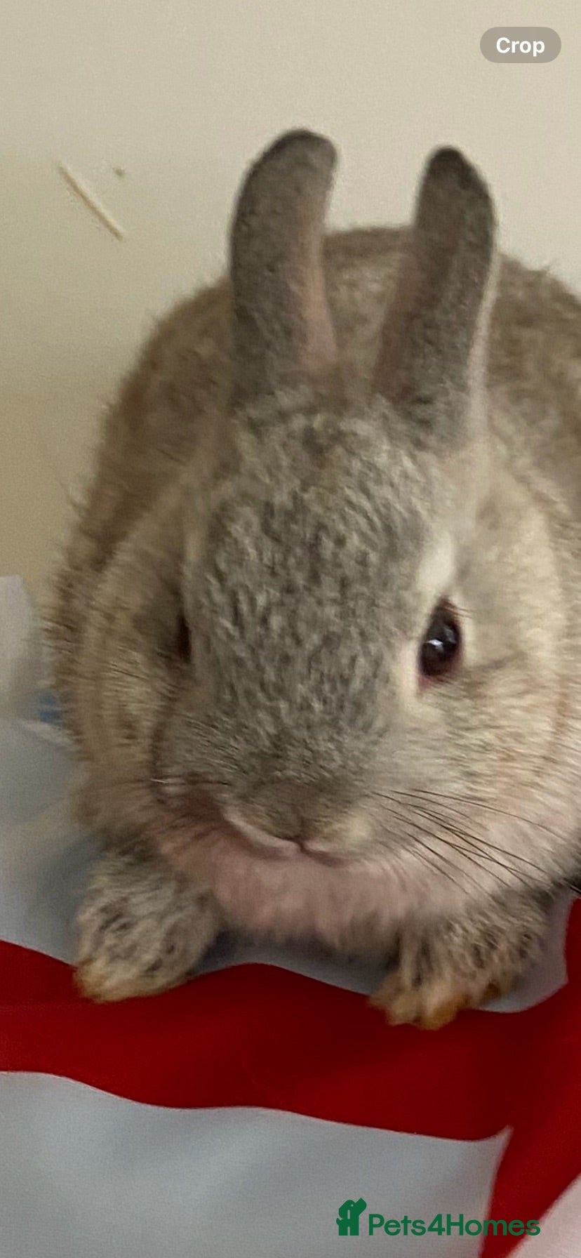 Netherland Dwarf rabbits Ready now Gorgeous Netherland Dwarf babies - Advert 10