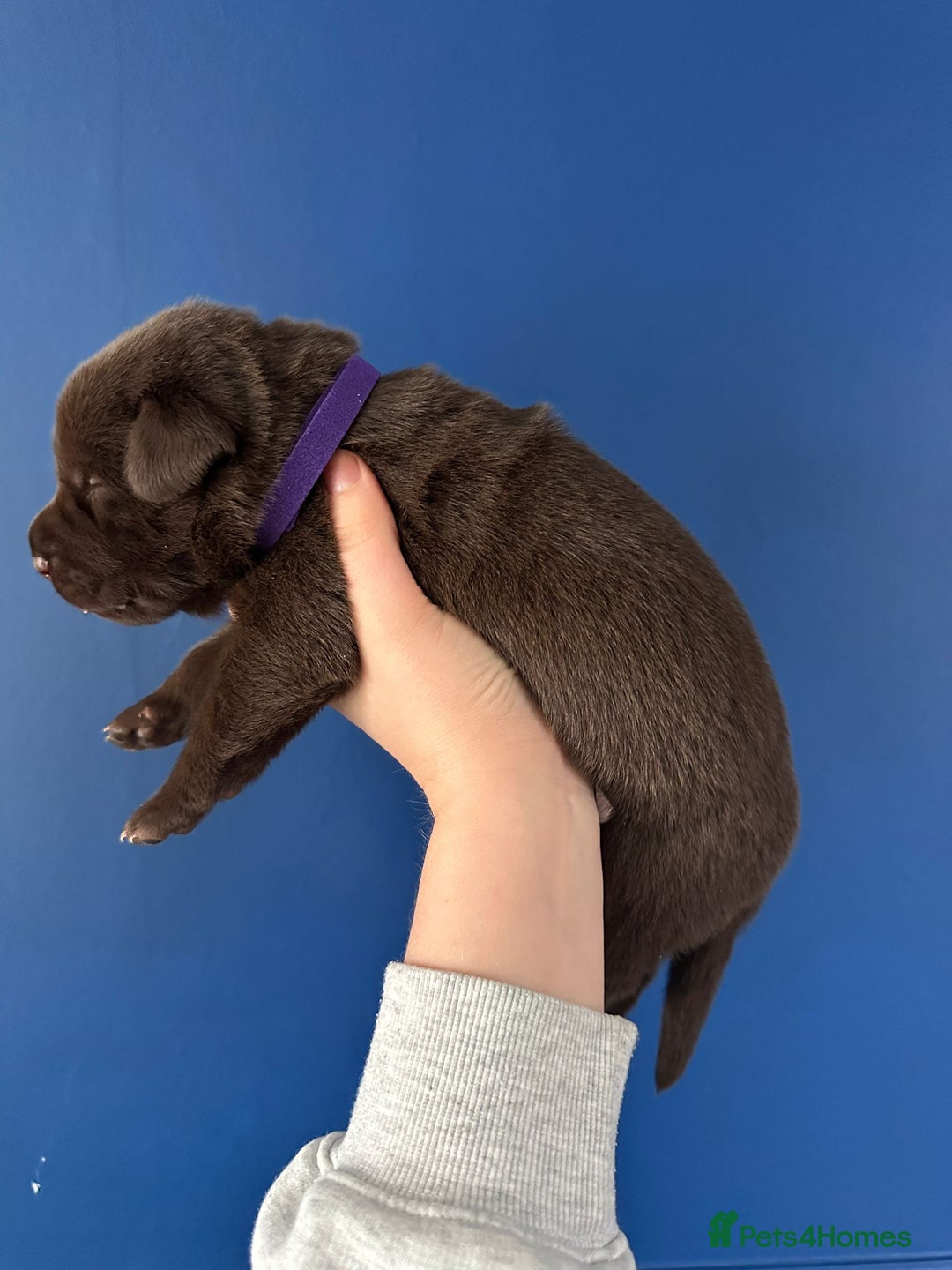 Mixed Breed dogs for sale: Chocolate Shepradors - Image 15