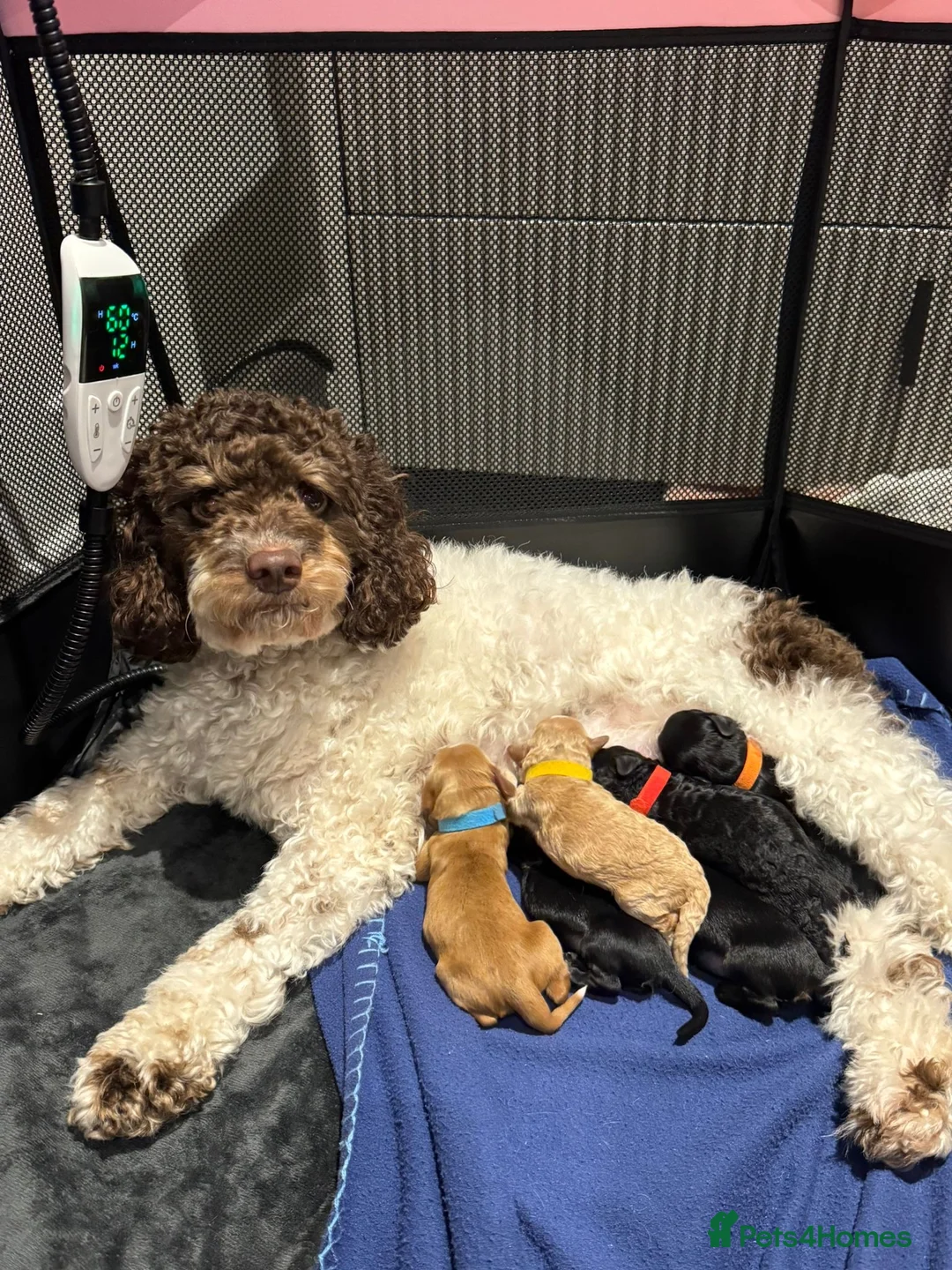 Mixed Breed dogs for sale: Loodlepoo Puppies  - Advert 1