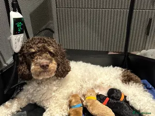 Mixed Breed dogs Loodlepoo Puppies - Advert 2