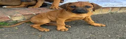Rhodesian Ridgeback dogs for sale: Beautiful Rhodesian Ridgeback Puppies  - Advert 8