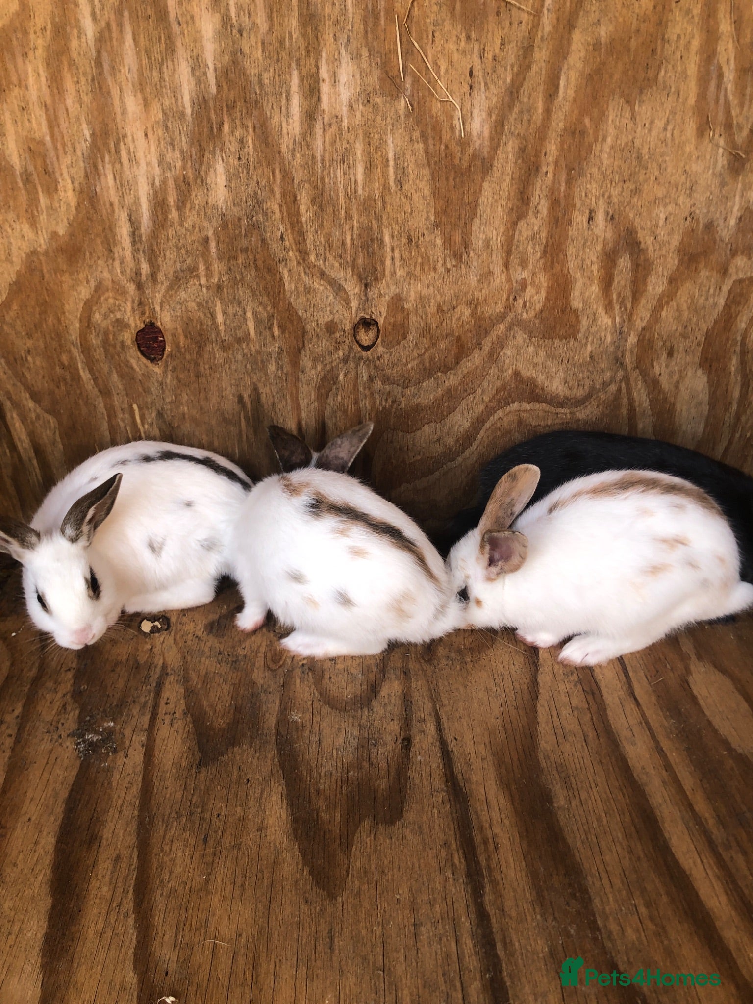 Mixed Breed rabbits Medium sized rabbitS  - Advert 1