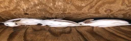 Mixed Breed rabbits for sale: Medium sized rabbitS  - Advert 1