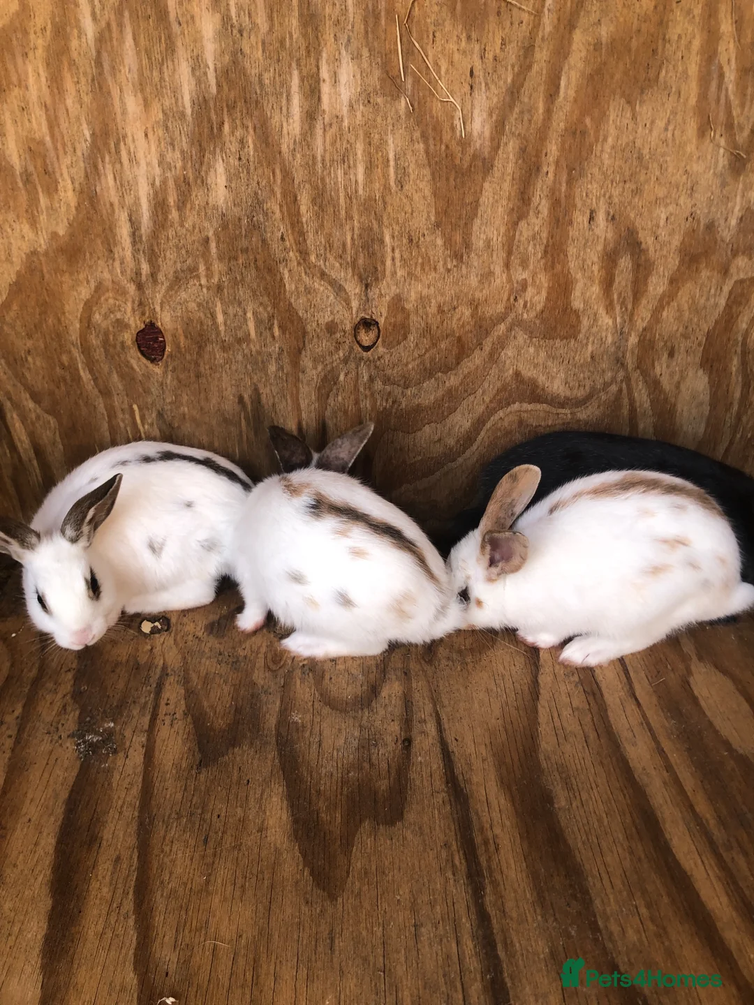 Mixed Breed rabbits for sale: Medium sized rabbitS  - Advert 1