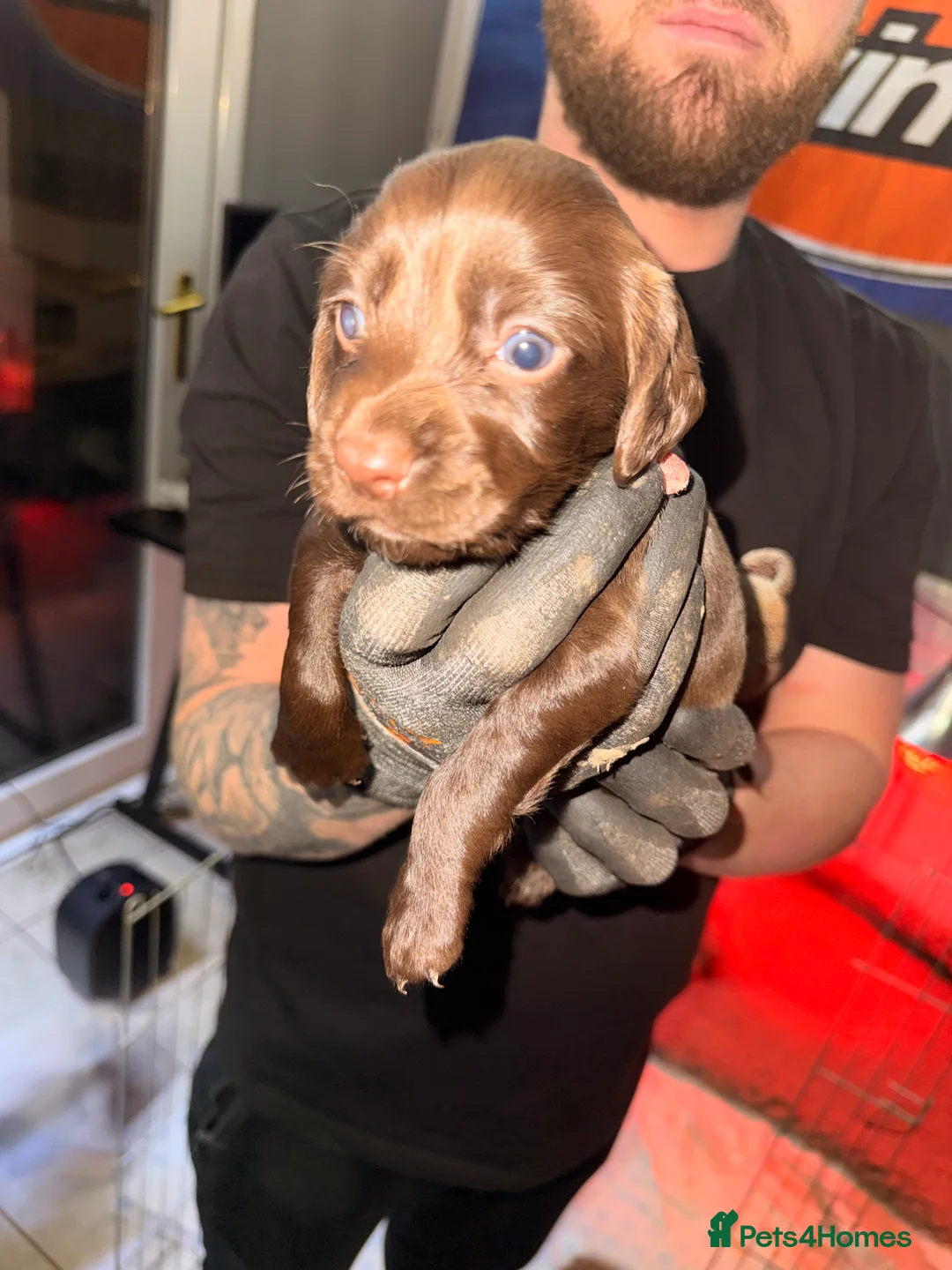 Sprocker dogs for sale: Sprocker Pups - Advert 20