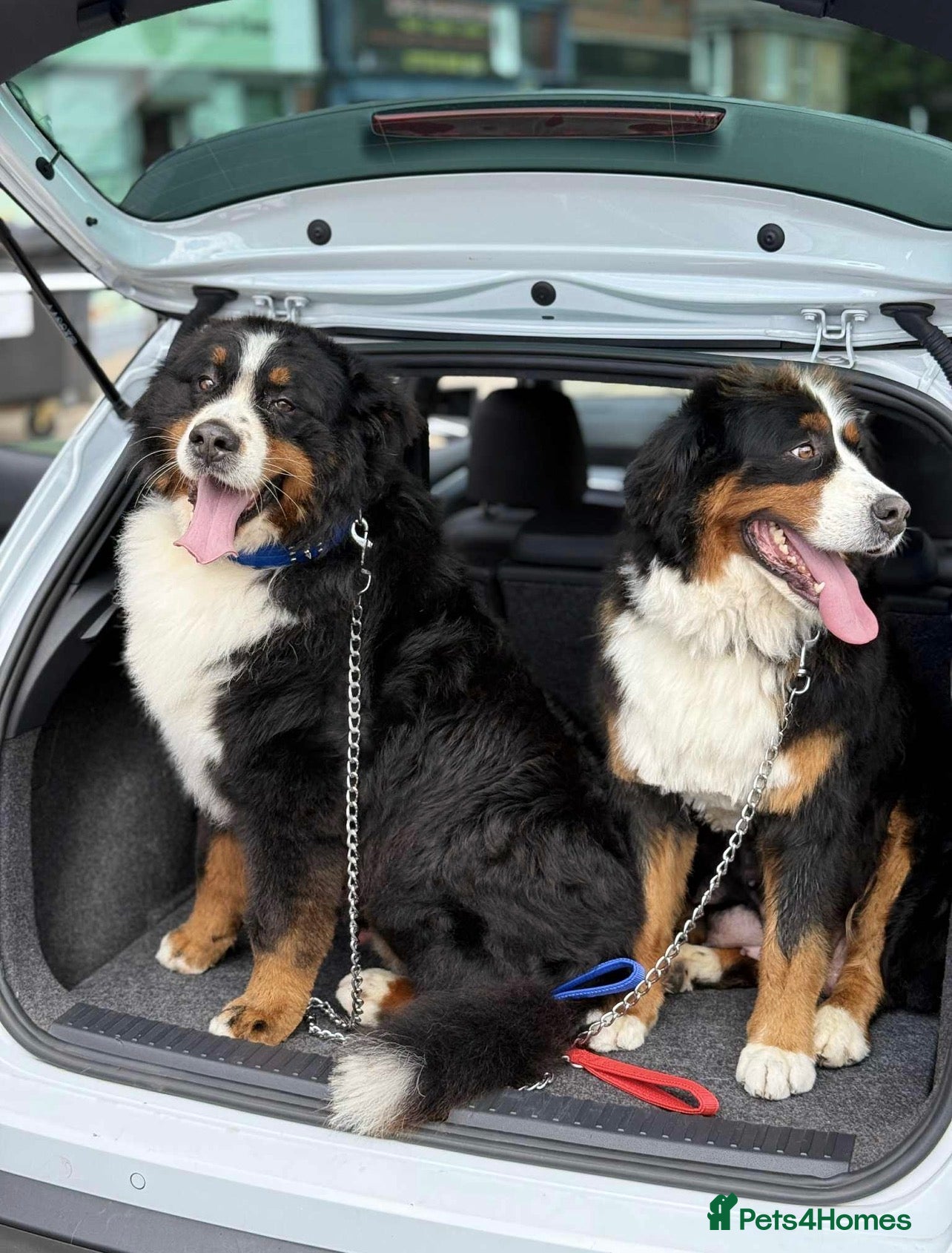 Bernese Mountain Dog dogs Bernese mountain dogs - Advert 1