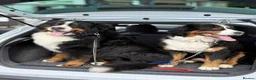 Bernese Mountain Dog dogs for sale: Bernese mountain dogs - Advert 1