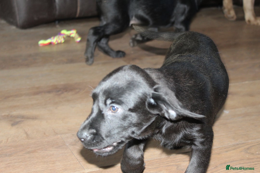 Labrador Retriever dogs for sale: Labrador Pupsfor Sale – Yellow, Chocolate, Black  - Image 31