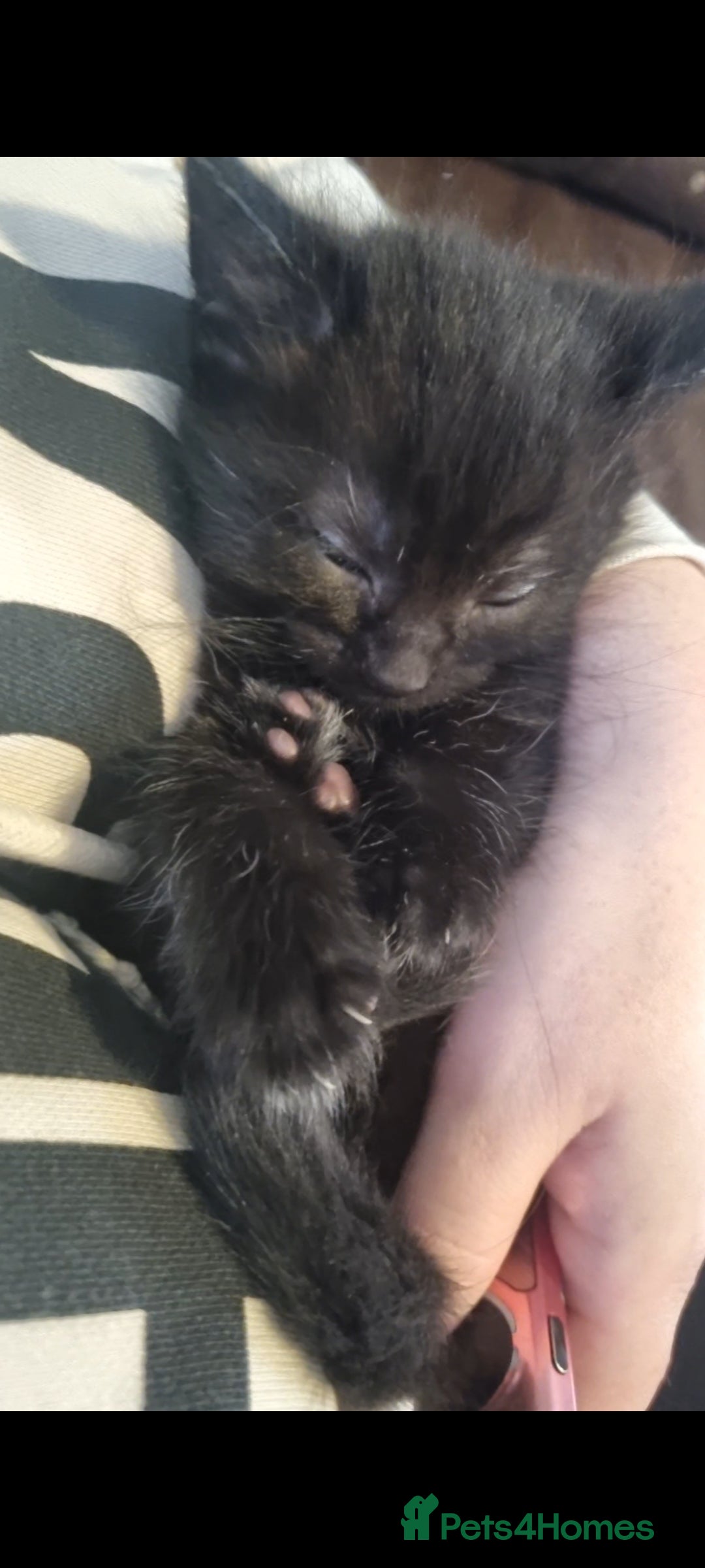 Mixed Breed cats for sale: 2 8wk old kittens  - Image 5