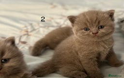 British Shorthair cats for sale: 🐱Adorable Rare Lilac British Shorthair Kittens - Image 15