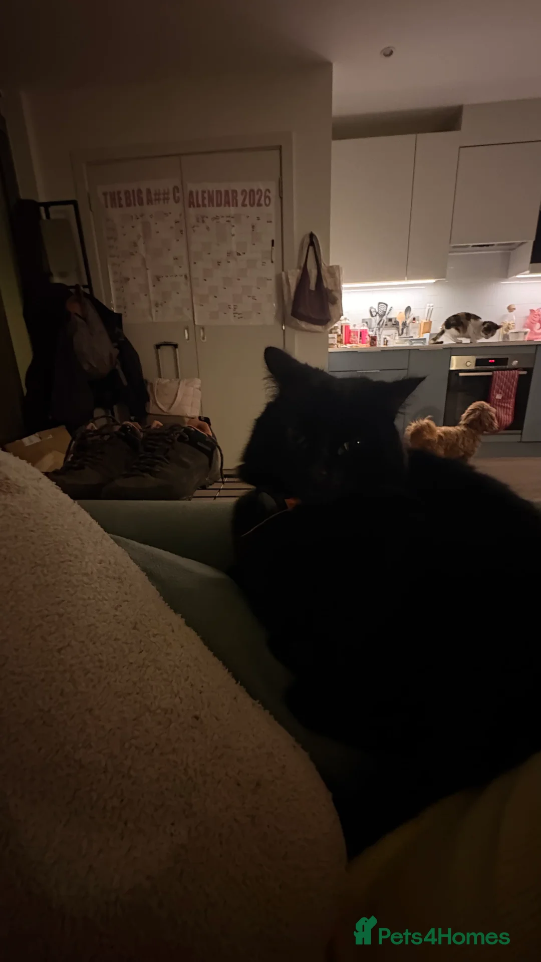 Mixed Breed cats for sale: Mochi Kimchi & Miso - Advert 21