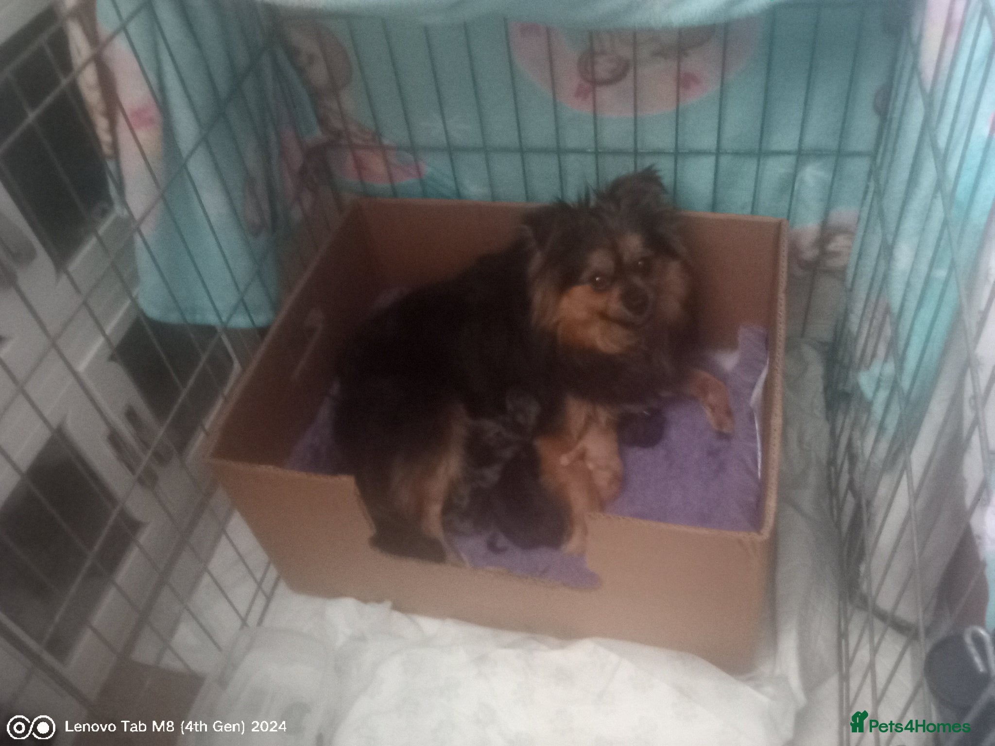 Mixed Breed dogs Spitz X pom puppies - Advert 2