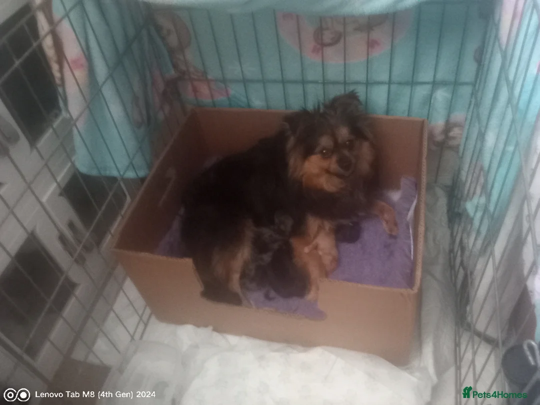 Mixed Breed dogs for sale: Spitz X pom puppies - Advert 1