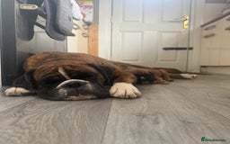 Boxer dogs for sale: Beautiful girl deserves the world 8 months old - Image 16