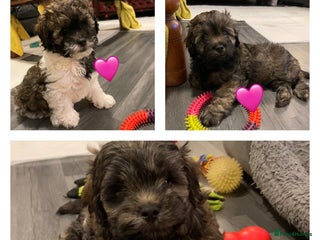 Mixed Breed dogs 3 Beautiful Shih Tzu x Toy poodle - Advert 5