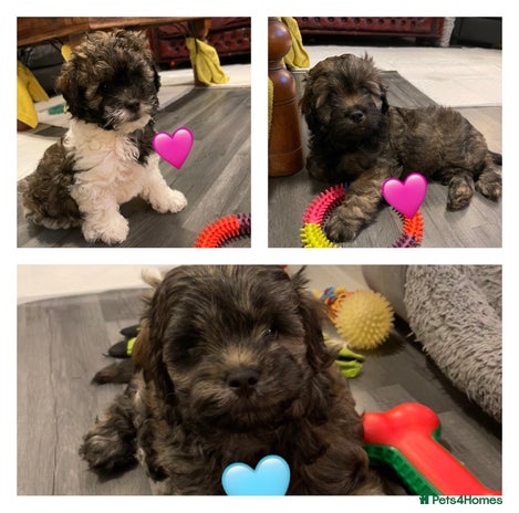 Mixed Breed dogs 3 Beautiful Shih Tzu x Toy poodle - Advert 10